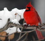 bird_winter